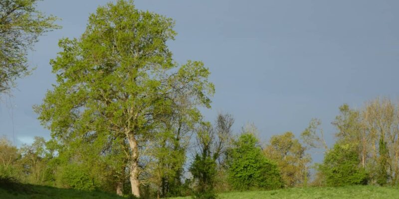 Les champs et les arbres autour de l'atelier Pamalussi.