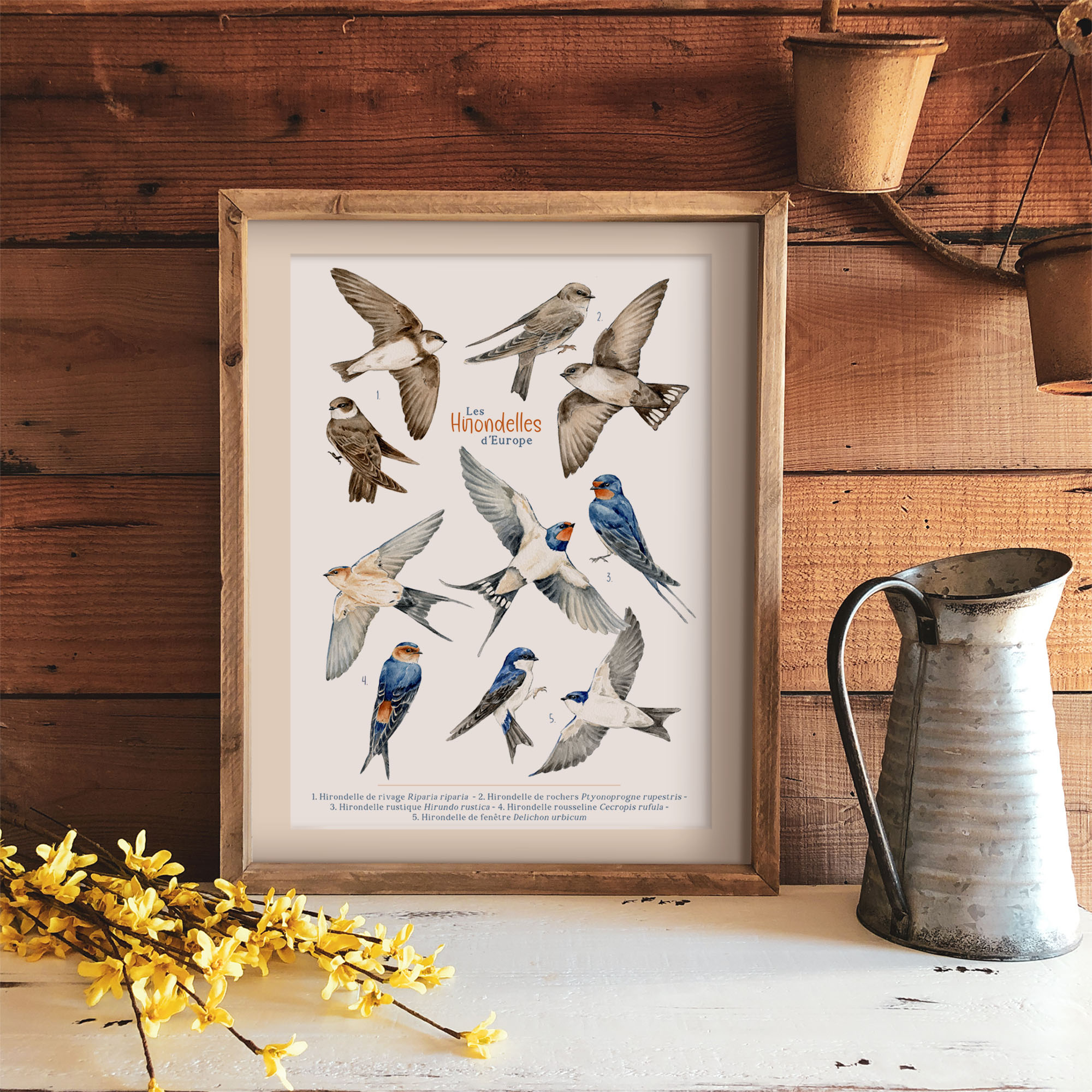 Affiche naturaliste | Les Hirondelles de France et d'Europe
