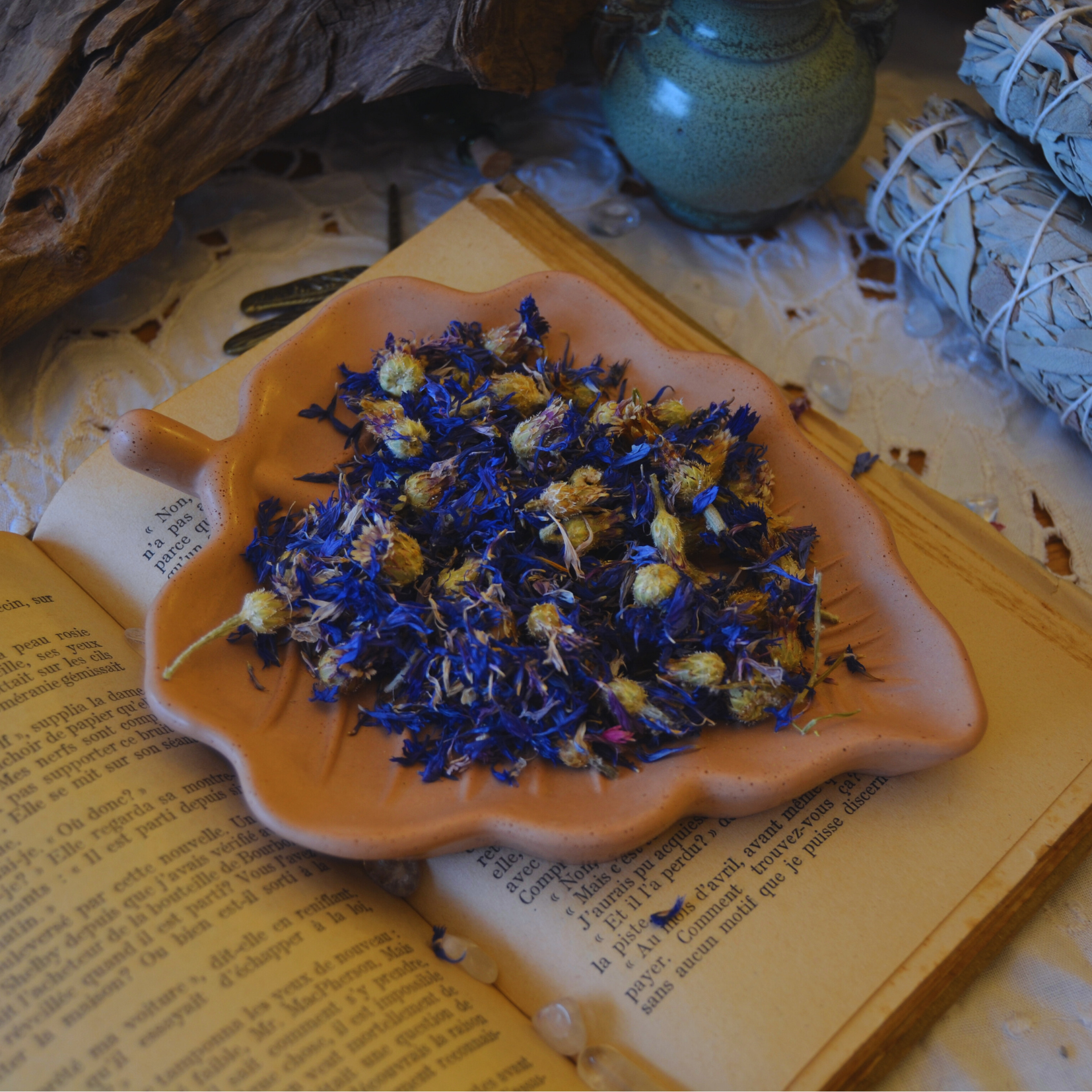 Fleurs de bleuet séchées