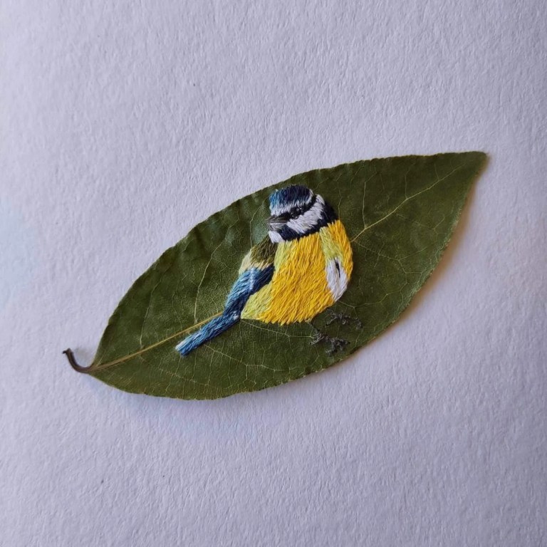 Broderie sur feuille d’arbre mésange bleue laurier sauce par pistil et pastel