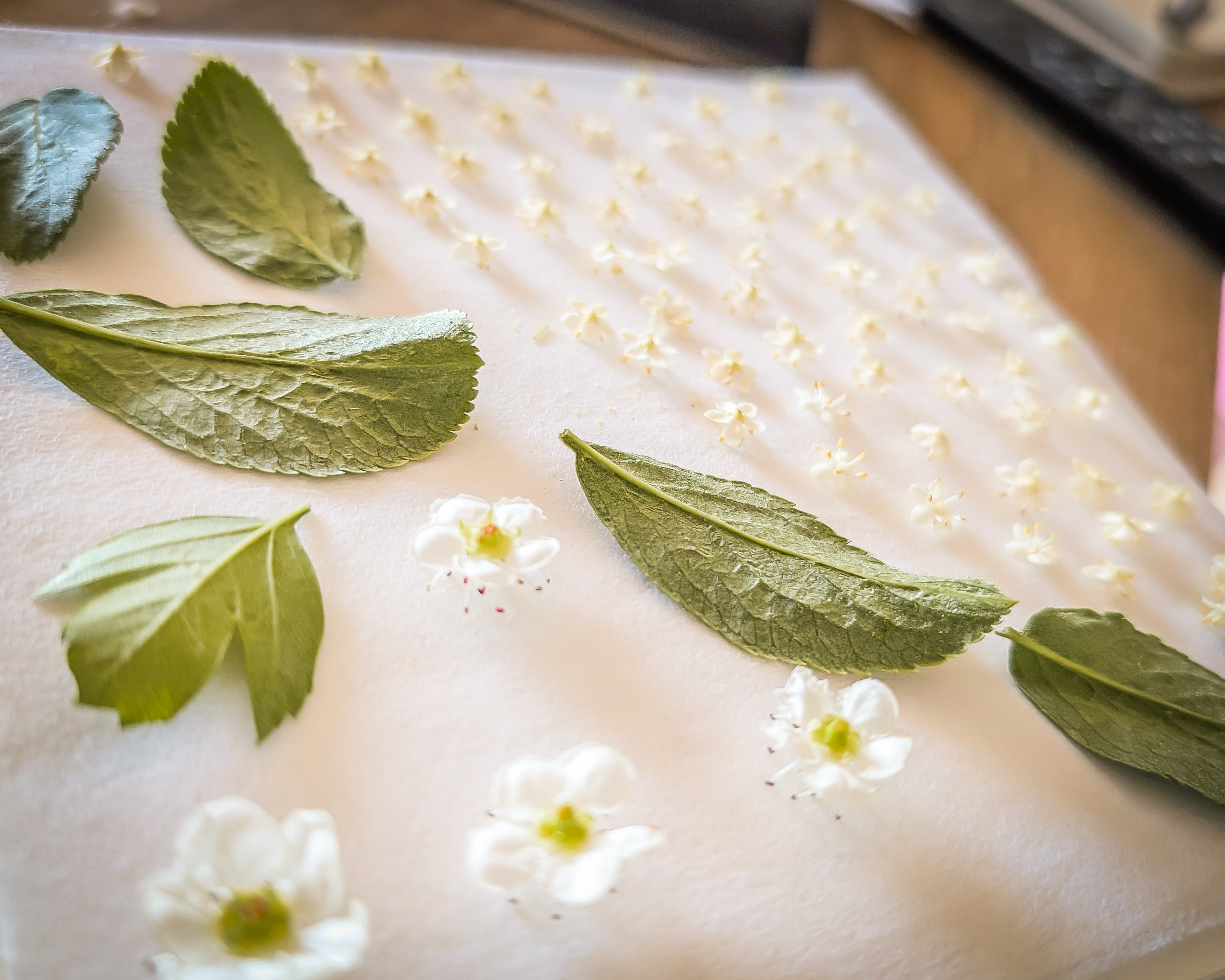 Étape du séchage des fleurs