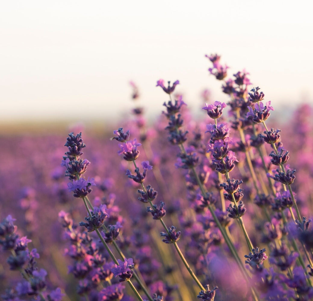 Lavande fleur